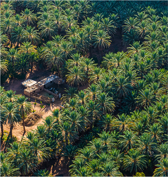 Palm trees