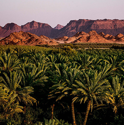 Lush greenery